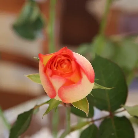 Flo Di Charme *